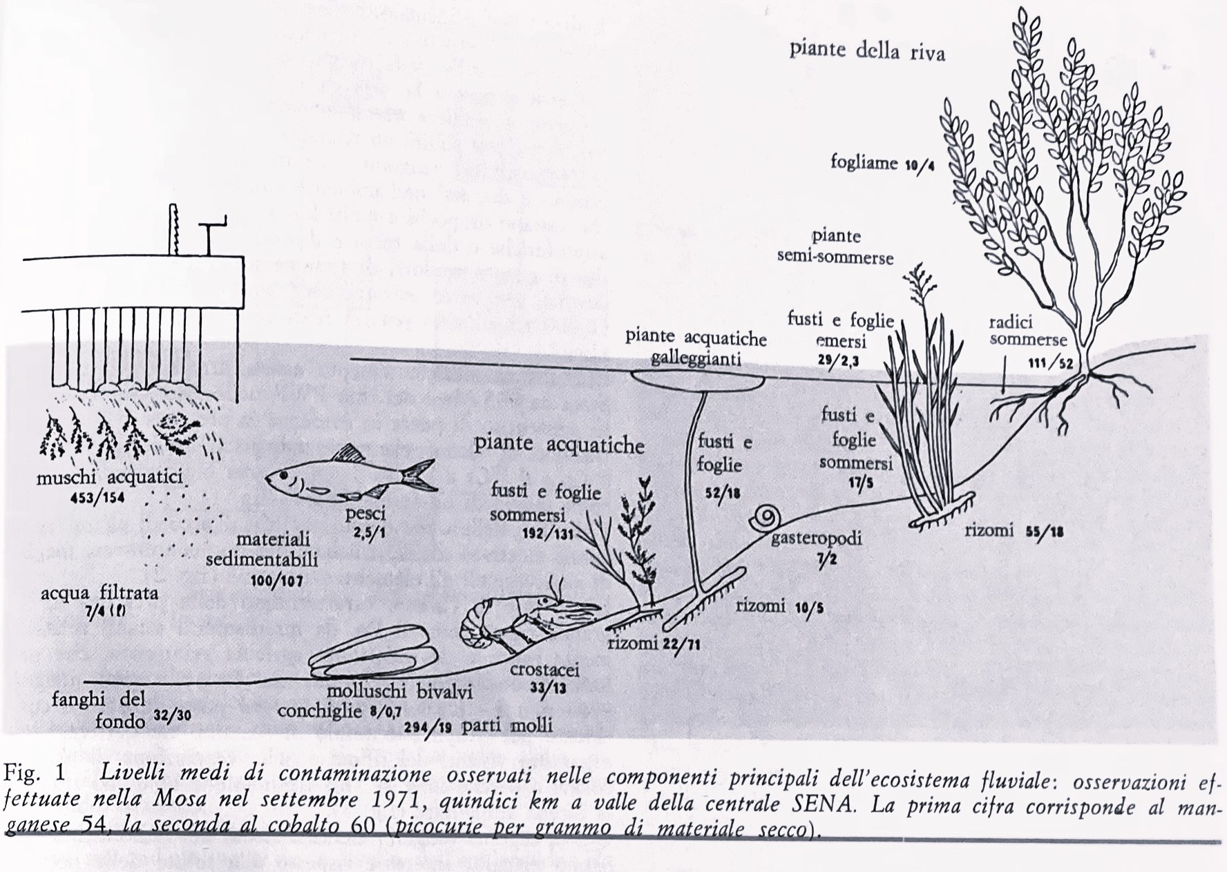 Fig. 2 – Da: L’inquinamento radioattivo, «Sapere», n. 806, 1977, p. 9.
