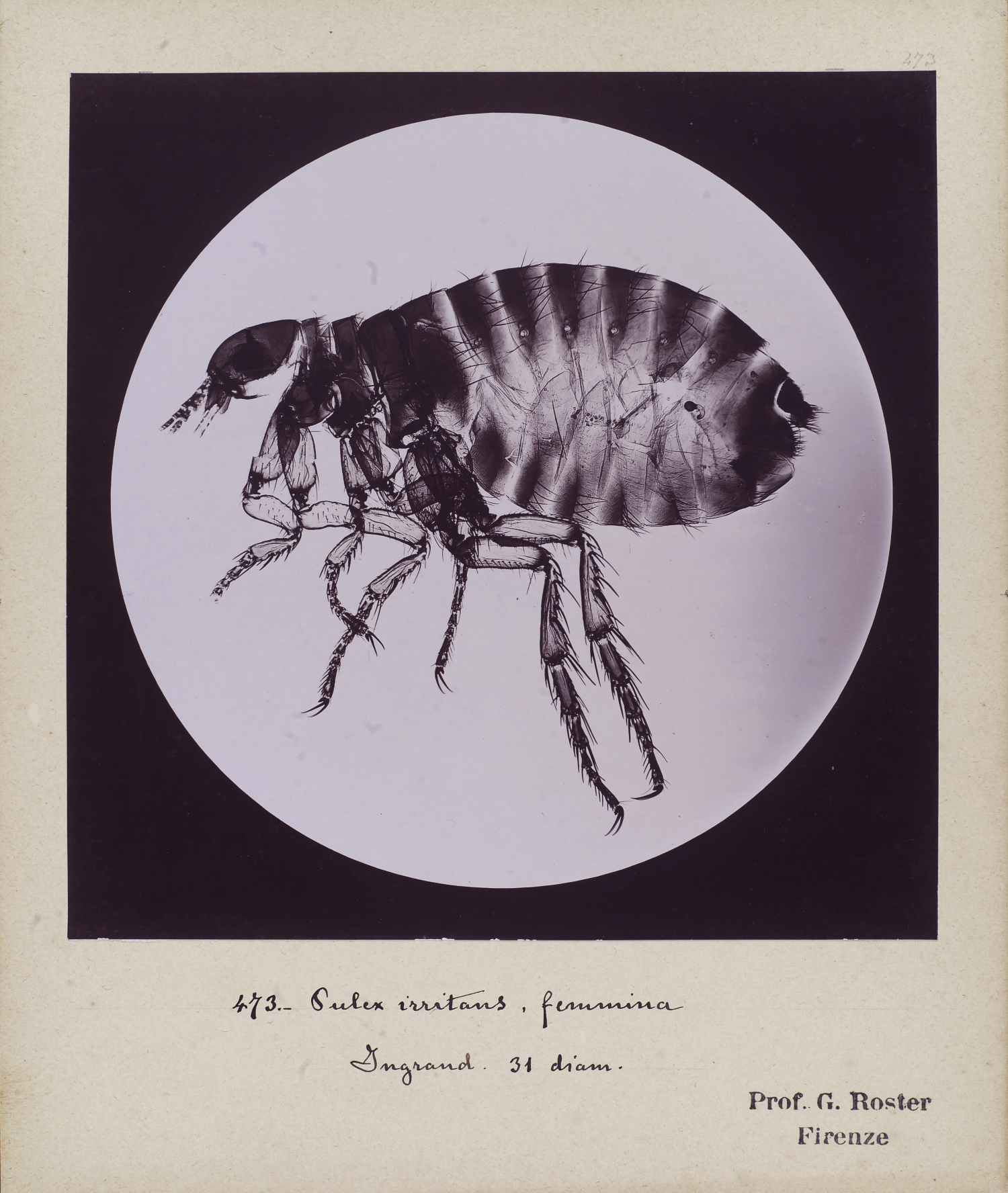 Giorgio Roster, 473. Pulce femmina (Pulex irritans), 1894.