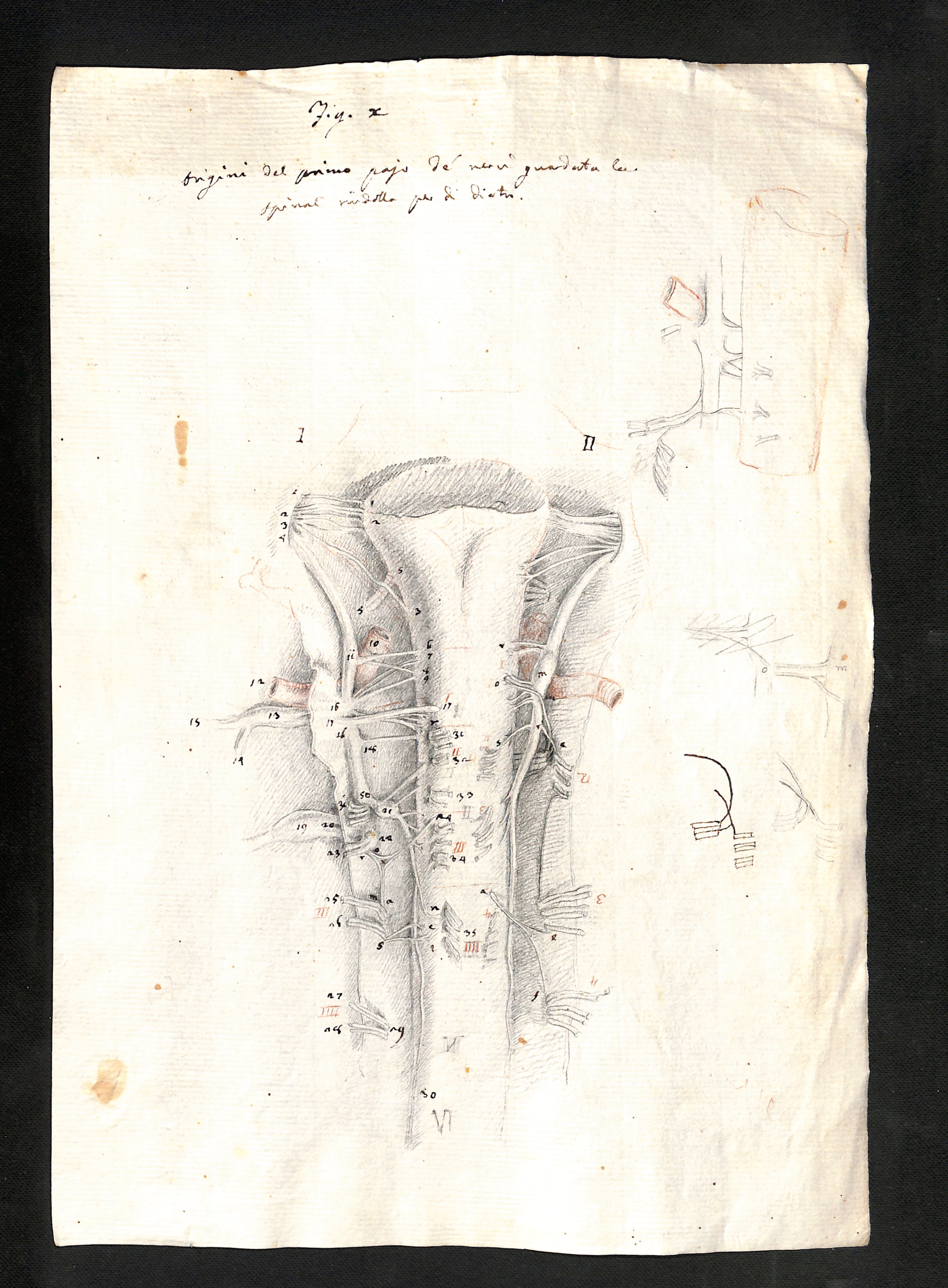Disegno allegato a una lettera di Fontana sull’anatomia del sistema nervoso. Rovereto, Biblioteca rosminiana, Fontana, 1.2-g.