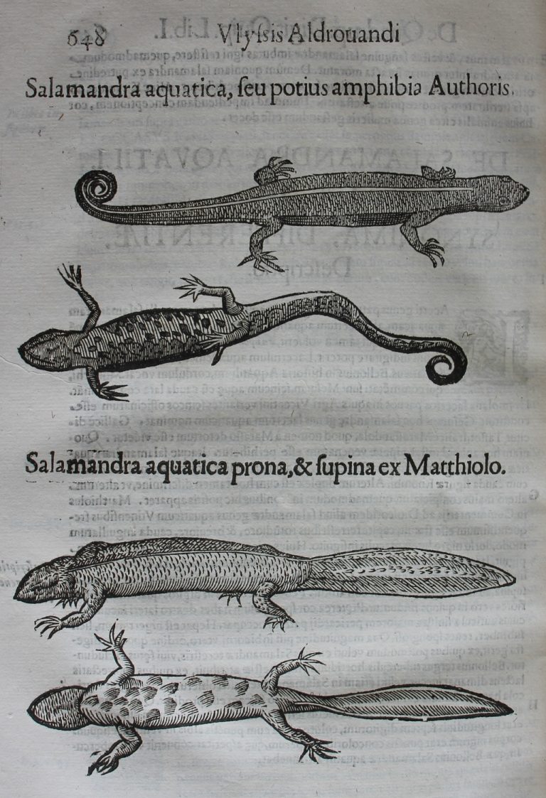 Le salamandre di Aldrovandi 