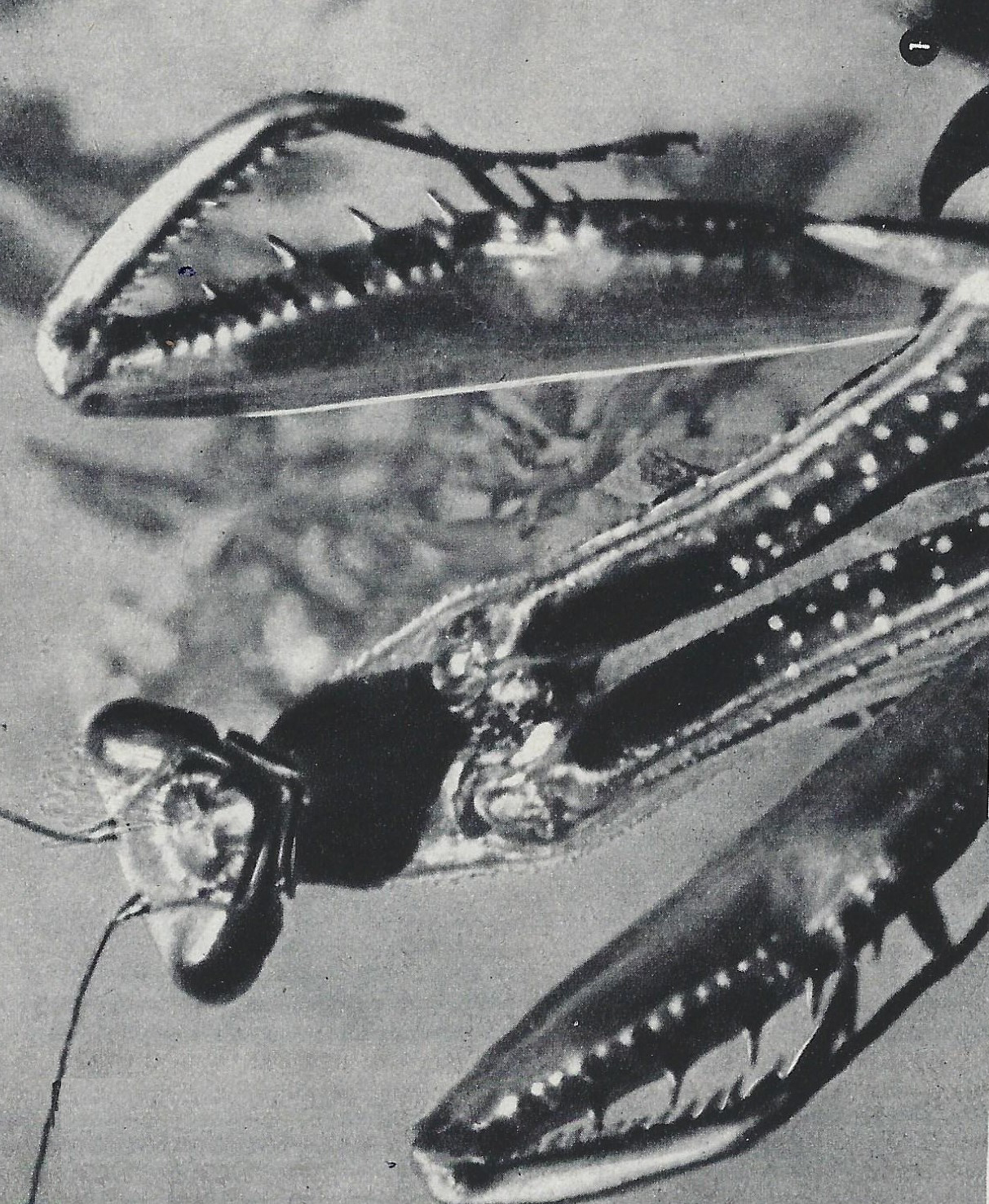Fig. 1. - La mantide, fotogramma tratto dal film La mantide (1924) di Roberto Omegna, 30 (1936), p. 179 © Hoepli